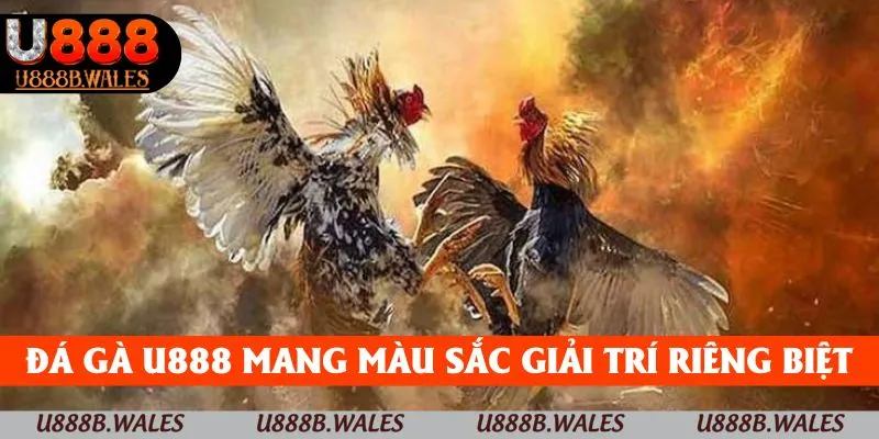 Đá Gà U888 – Sống Động Với Những Trận Chiến Kịch Tính 1 Đá gà U888 mang màu sắc giải trí riêng biệt