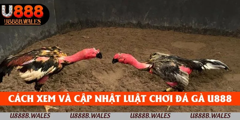 Luật Chơi Đá Gà – Kiến Thức Cơ Bản Để Chiến Thắng Tại U888 5 Cách xem và cập nhật luật chơi đá gà U888