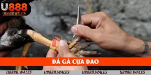 đá gà cựa dao