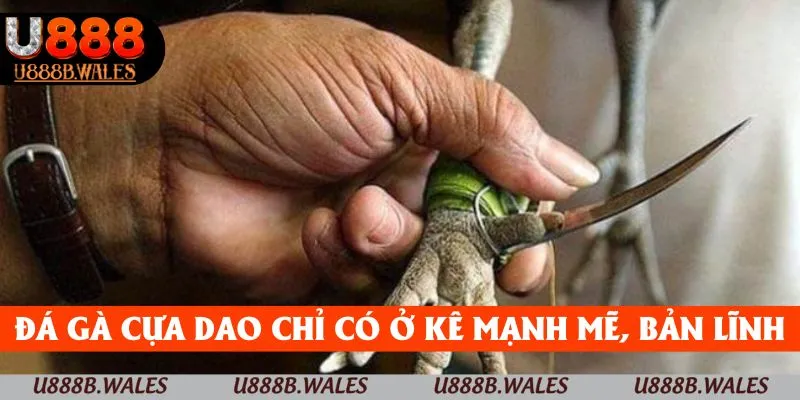 Đá gà cựa dao - Đấu trường cho những chiến kê bản lĩnh 2 Đá gà cựa dao chỉ dành cho những chiến kê mạnh mẽ, bản lĩnh