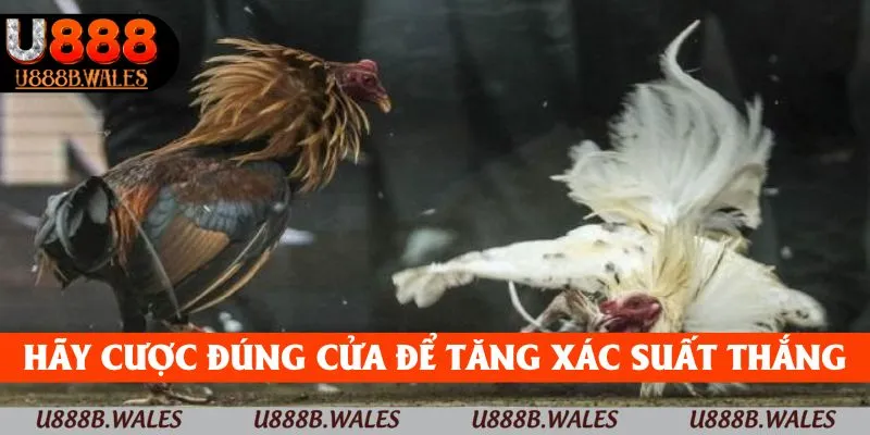 Đá gà cựa dao - Đấu trường cho những chiến kê bản lĩnh 5 Hãy cược đúng cửa để tăng xác suất thắng và nâng cấp trải nghiệm