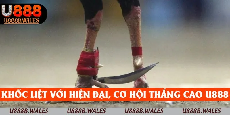Đá gà cựa dao - Đấu trường cho những chiến kê bản lĩnh 3 Trận đấu khốc liệt với hệ thống hiện đại, cơ hội thắng cao tại U888