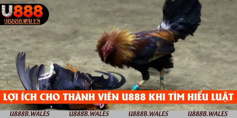 Luật Chơi Đá Gà – Kiến Thức Cơ Bản Để Chiến Thắng Tại U888 4 Lợi ích dành cho thành viên U888 khi tìm hiểu luật chơi đá gà