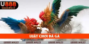 luật chơi đá gà