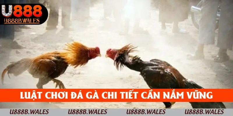 Luật Chơi Đá Gà – Kiến Thức Cơ Bản Để Chiến Thắng Tại U888 2 Luật chơi đá gà chi tiết cần nắm vững